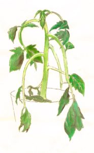 Tomato plant infected by Ralstonia solanacearum