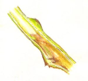 Tomato stem infected by Ralstonia solanacearum