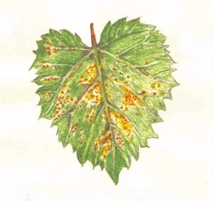 Grape leaf infected by Physopella ampelopsidis (grape rust fungus)