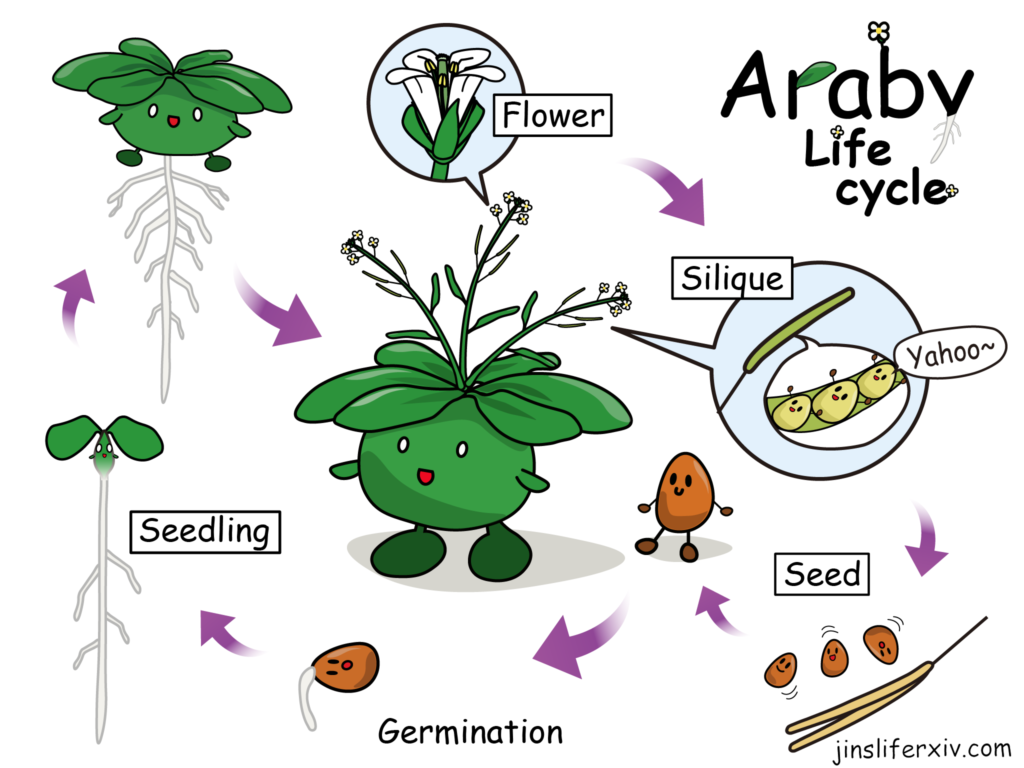 Araby's Life Cycle
