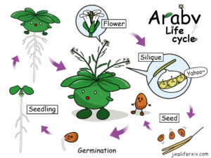 Araby's Life Cycle