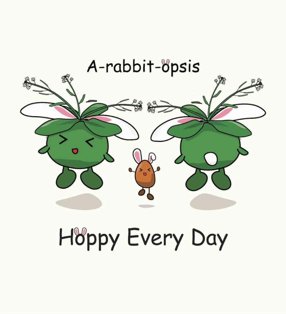 A-rabbit-opsis